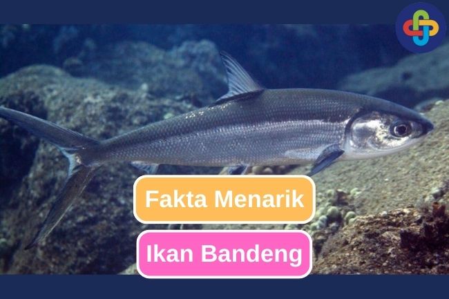 10 Fakta Menarik Ikan Bandeng 